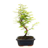Aranjament Bonsai cu Metasequoia Auriu, 45-50 cm, bonsai sequoia cu frunze aurii, cadou perfect