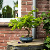 Aranjament Bonsai cu Metasequoia Auriu, 45-50 cm, bonsai sequoia cu frunze aurii, cadou perfect