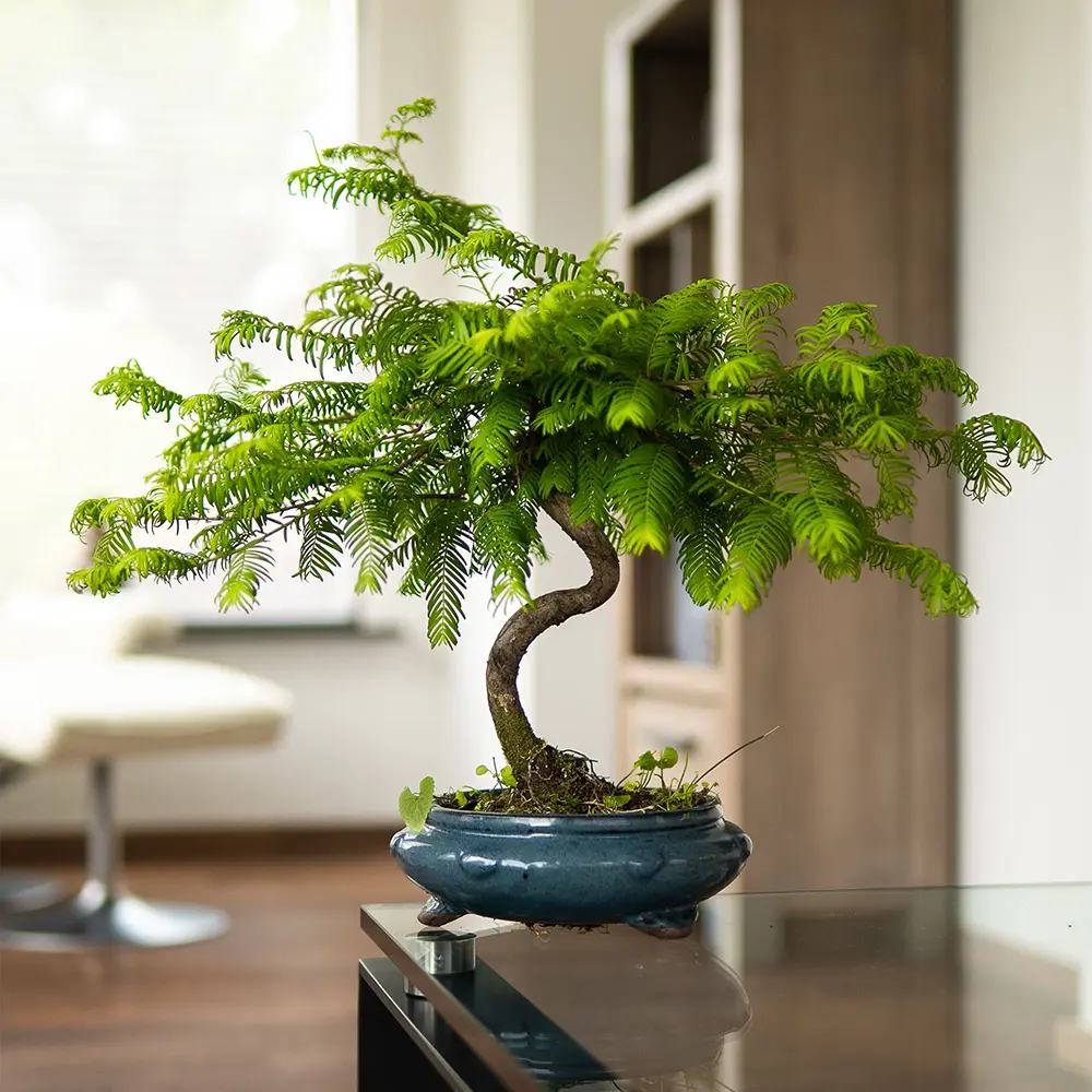 Aranjament Bonsai cu Metasequoia Auriu, 45-50 cm, bonsai sequoia cu frunze aurii, cadou perfect