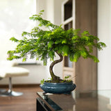 Aranjament Bonsai cu Metasequoia Auriu, 45-50 cm, bonsai sequoia cu frunze aurii, cadou perfect