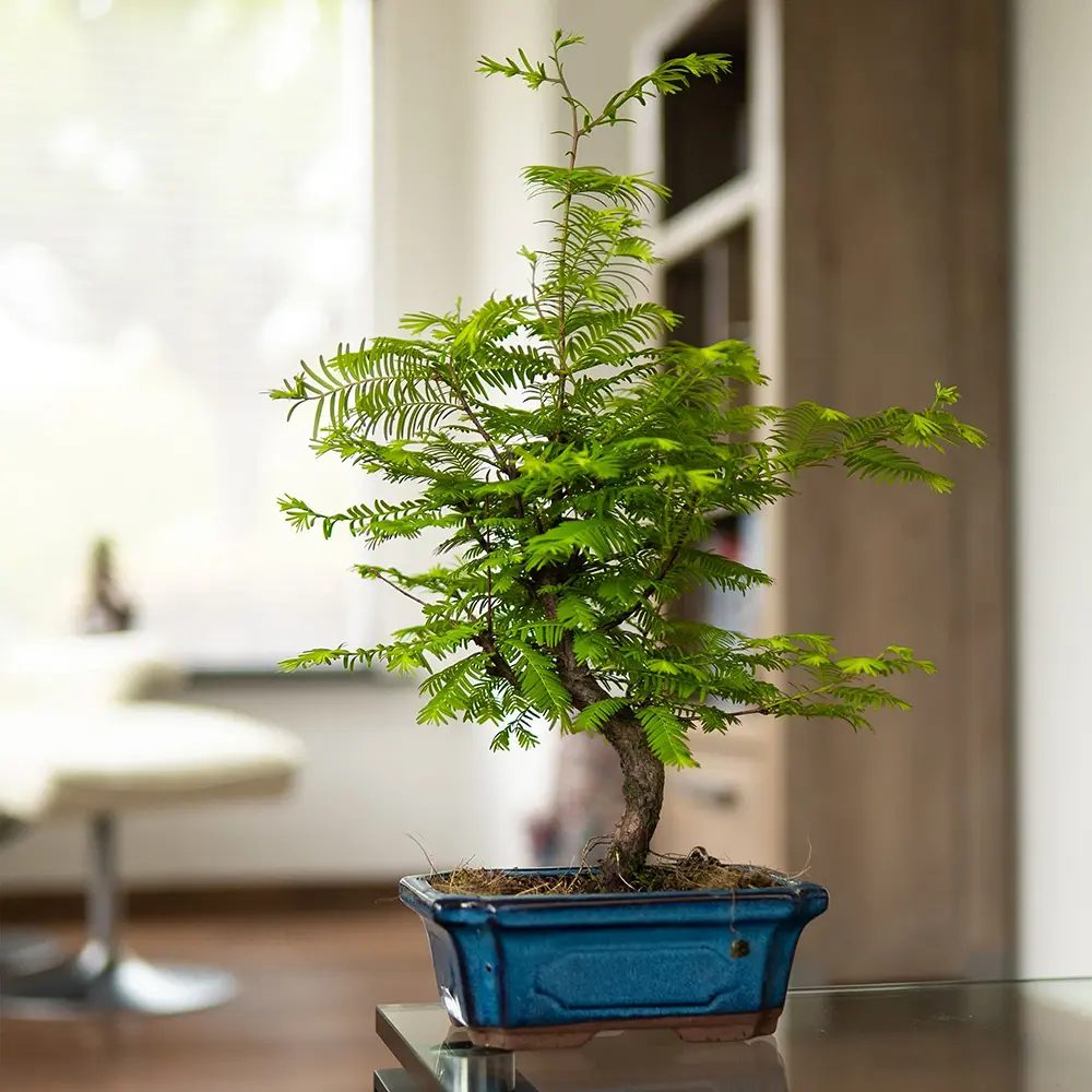 Aranjament Bonsai cu Metasequoia Auriu, 45-50 cm, bonsai sequoia cu frunze aurii, cadou perfect