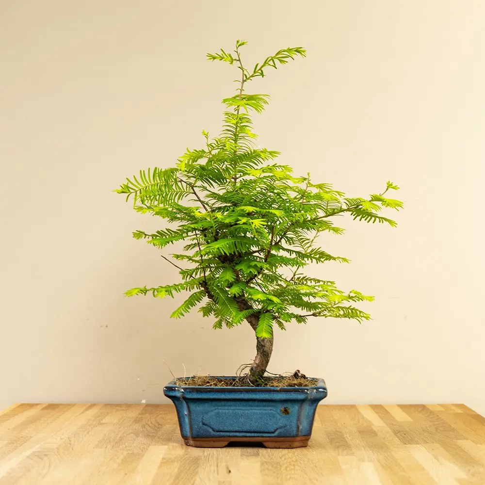 Aranjament Bonsai cu Metasequoia Auriu, 45-50 cm, bonsai sequoia cu frunze aurii, cadou perfect