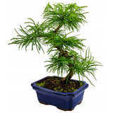 Aranjament Bonsai cu Zada Aurie Chinezeasca (Pseudolarix amabilis), 50 cm, bonsai mini copac, cu fruzis auriu, cadou perfect
