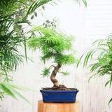 Aranjament Bonsai cu Zada Aurie Chinezeasca (Pseudolarix amabilis), 50 cm, bonsai mini copac, cu fruzis auriu, cadou perfect