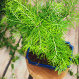 Aranjament Bonsai cu Zada Aurie Chinezeasca (Pseudolarix amabilis), 50 cm, bonsai mini copac, cu fruzis auriu, cadou perfect
