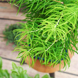 Aranjament Bonsai cu Zada Aurie Chinezeasca (Pseudolarix amabilis), 50 cm, bonsai mini copac, cu fruzis auriu, cadou perfect