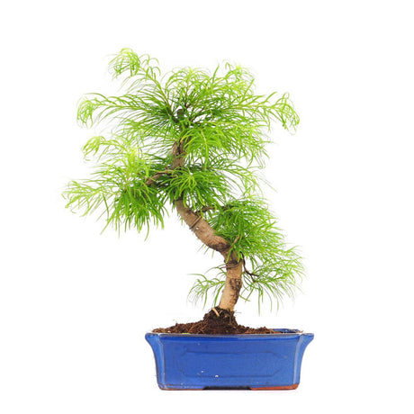 Aranjament Bonsai cu Zada Aurie Chinezeasca (Pseudolarix amabilis), 50 cm, bonsai mini copac, cu fruzis auriu, cadou perfect