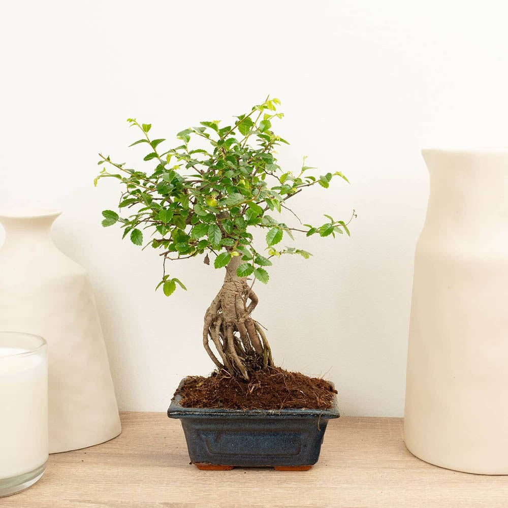 Aranjament Bonsai Ulm Japonez Zelkova, 25 cm, bonsai copac mini, frunzis zimtat, cadou perfect