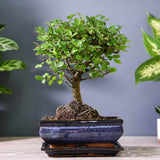 Aranjament Bonsai Ulm Japonez Zelkova, 25 cm, bonsai copac mini, frunzis zimtat, cadou perfect