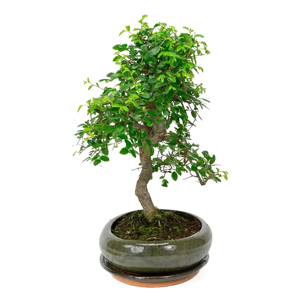 Aranjament Bonsai Ulm Japonez Zelkova, 25 cm, bonsai copac mini, frunzis zimtat, cadou perfect