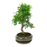 Aranjament Bonsai Ulm Japonez Zelkova, 25 cm, bonsai copac mini, frunzis zimtat, cadou perfect