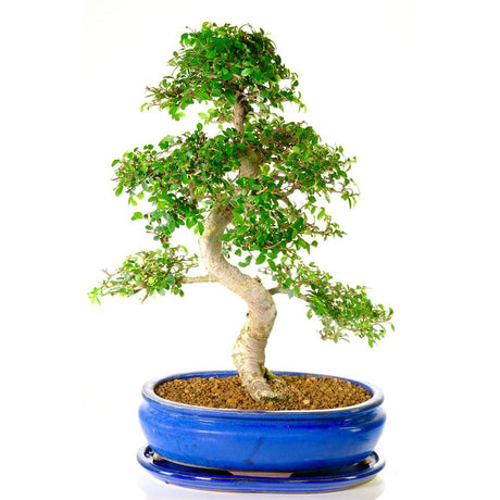 Aranjament Bonsai Ulm Japonez Zelkova, 50 cm, bonsai copac mini, frunzis zimtat, cadou perfect
