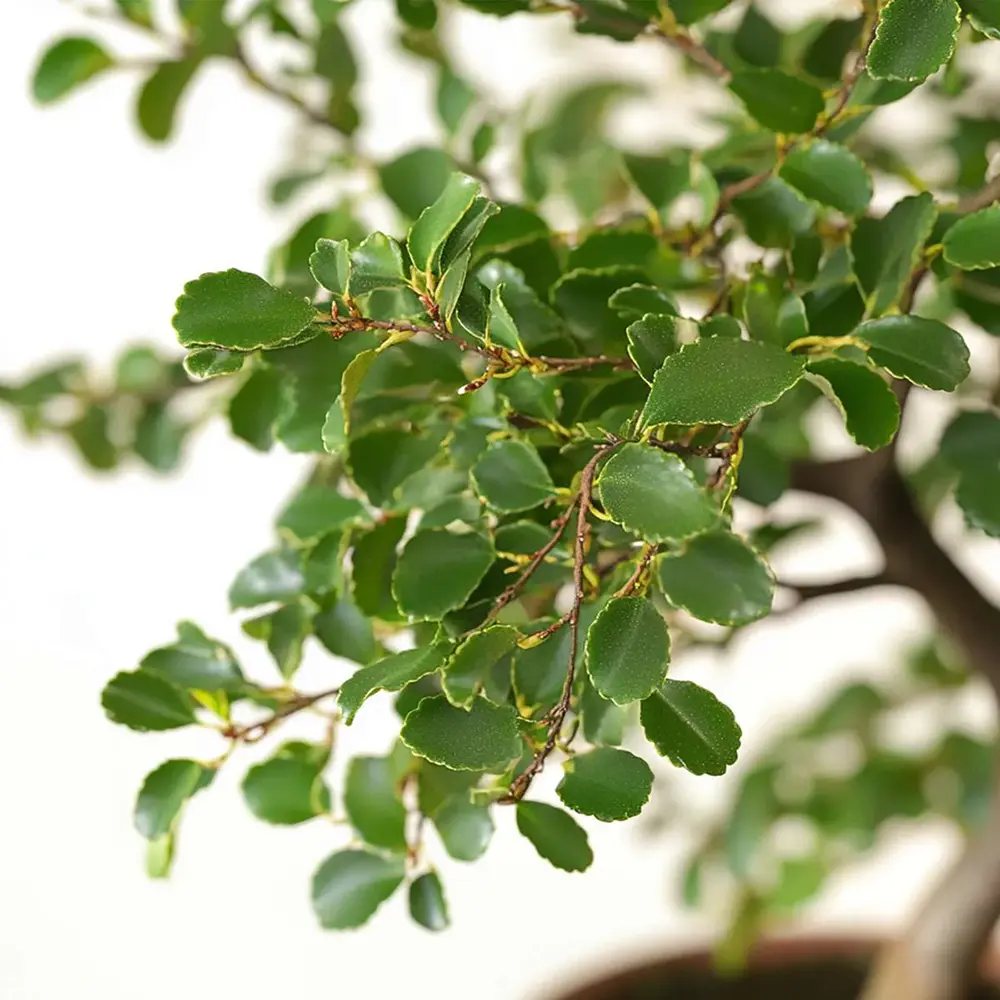 Aranjament Bonsai Ulm Japonez Zelkova, 25 cm, bonsai copac mini, frunzis zimtat, cadou perfect