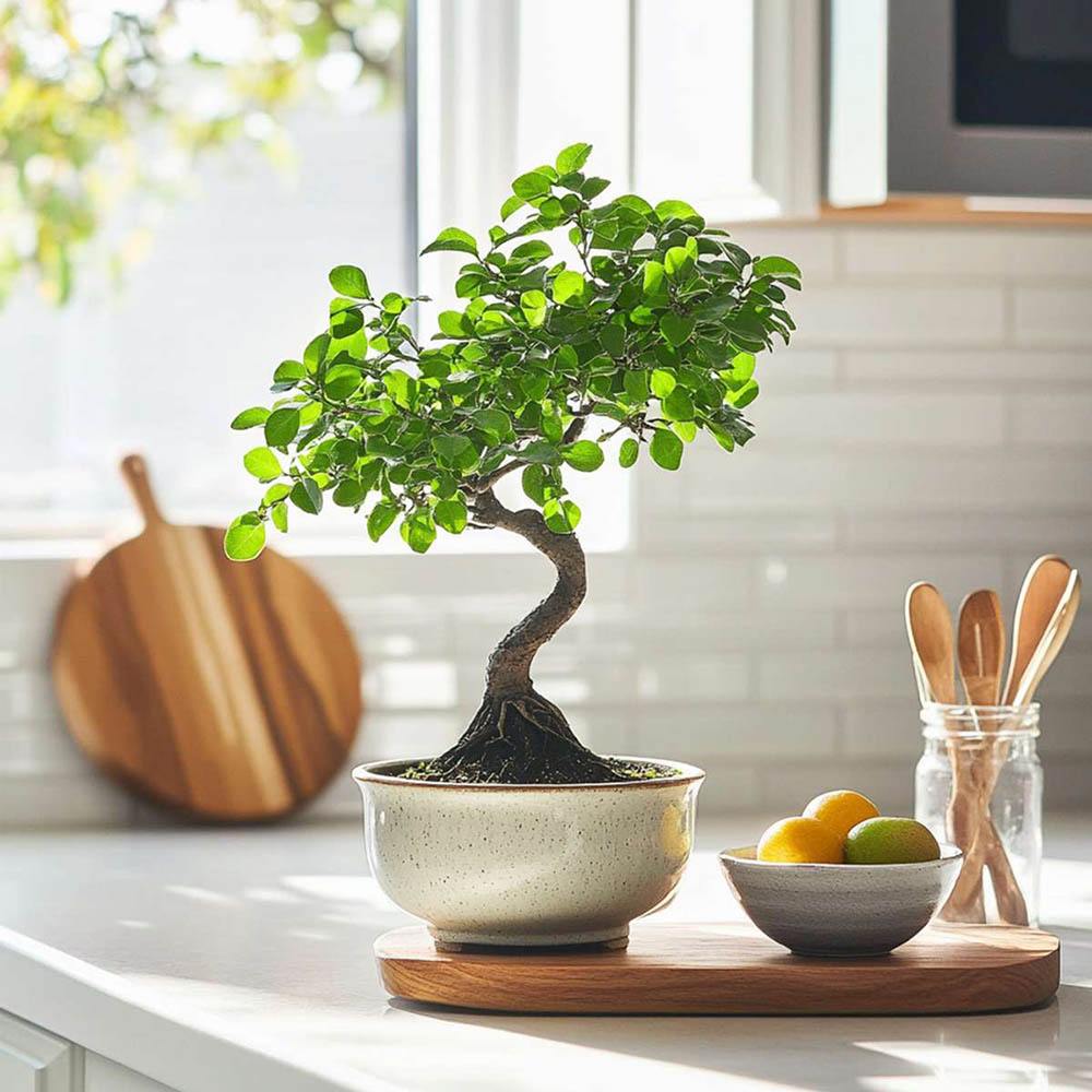 Aranjament Bonsai Ulm Japonez Zelkova, 50 cm, bonsai copac mini, frunzis zimtat, cadou perfect