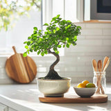 Aranjament Bonsai Ulm Japonez Zelkova, 50 cm, bonsai copac mini, frunzis zimtat, cadou perfect