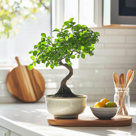 Aranjament Bonsai Ulm Japonez Zelkova, 50 cm, bonsai copac mini, frunzis zimtat, cadou perfect