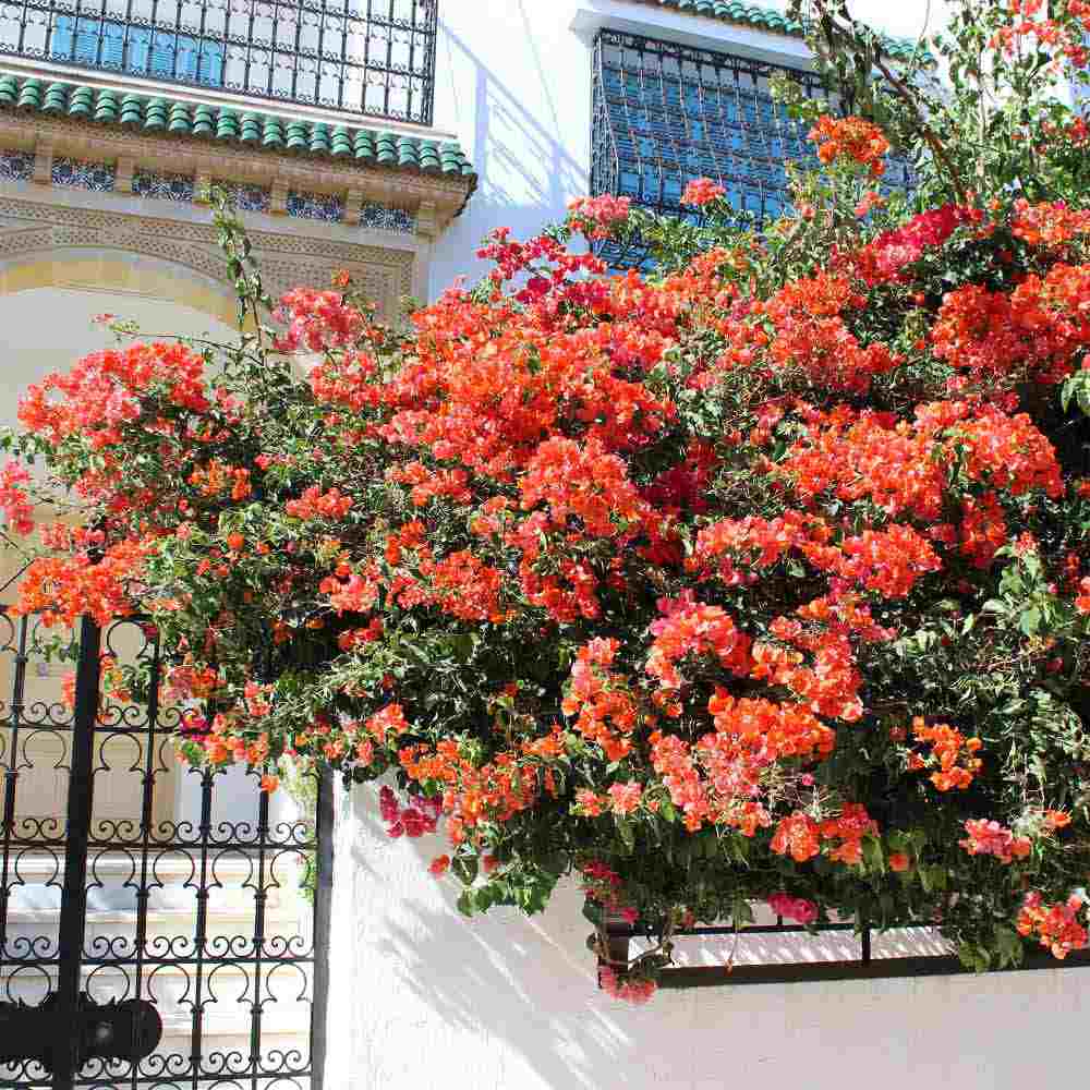 Floarea de Hartie Bougainvillea, cu flori portocalii, inflorire abundenta, planta curgatoare rapida pentru terase si ghivece mari