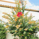 Floarea de Hartie Bougainvillea, cu flori portocalii, inflorire abundenta, planta curgatoare rapida pentru terase si ghivece mari
