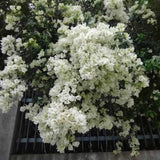 Floarea de Hartie Bougainvillea, cu flori albe, inflorire abundenta, planta curgatoare rapida pentru terase si ghivece mari