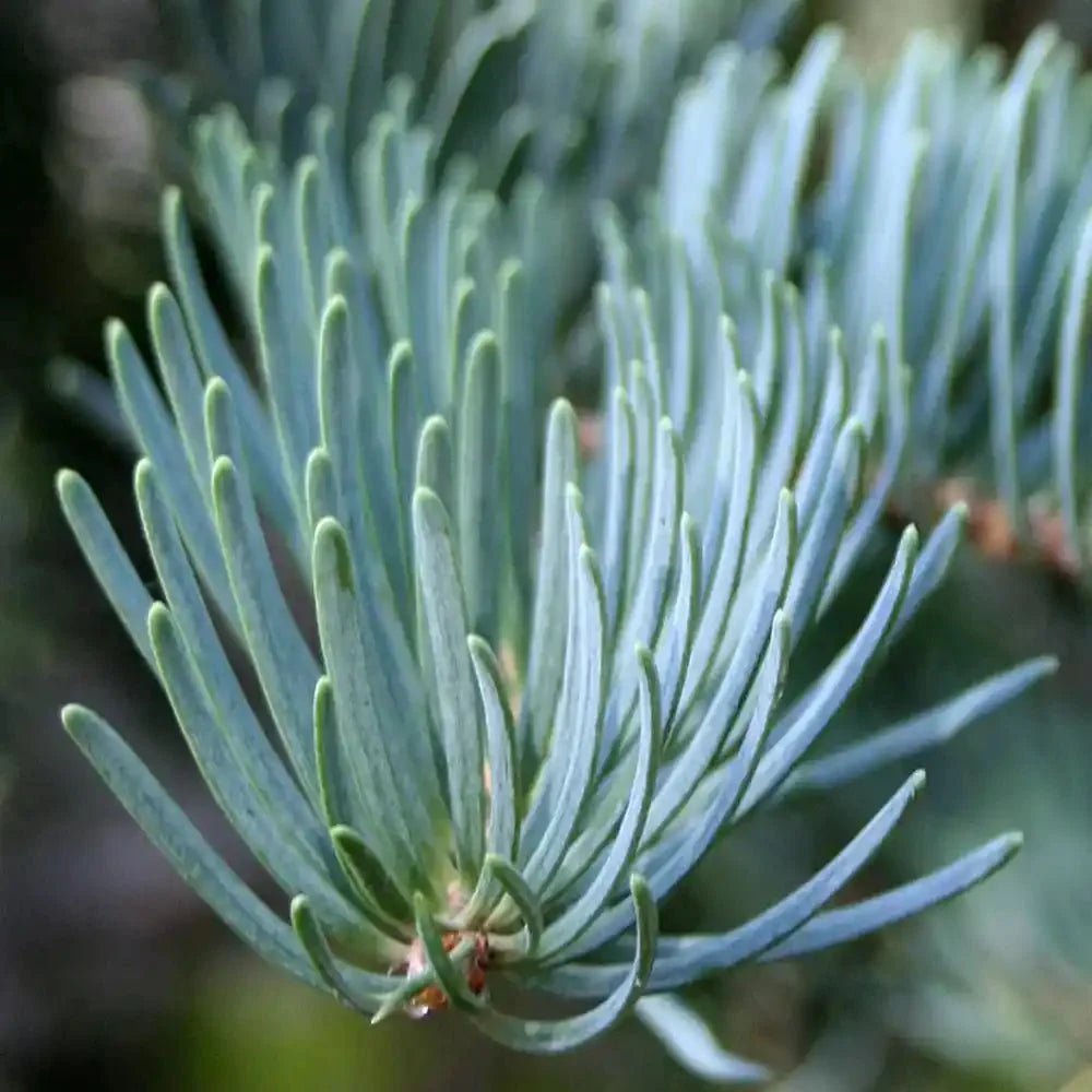 Brad Alb (Abies Concolor Blue Cloak)