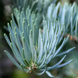 Brad Alb (Abies Concolor Blue Cloak)