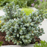 Brad Corean Kohouts Icebreaker (Abies)