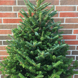Brad de Craciun Nordmann (Abies Nordmanniana)