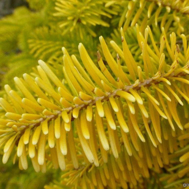 Brad Nordmann Auriu Golden Spreader (Abies Nordmanniana aurea)