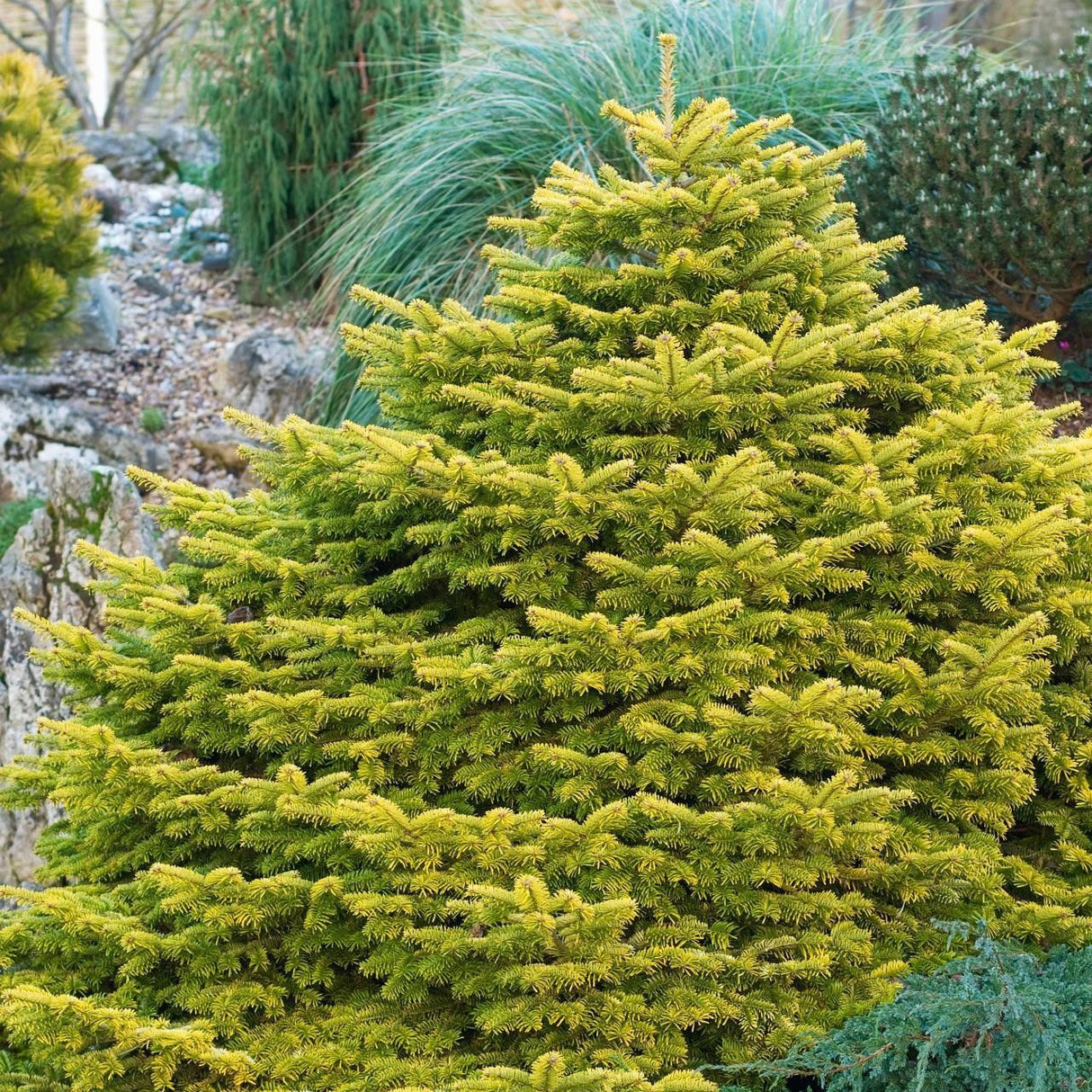 Brad Nordmann Auriu Golden Spreader (Abies Nordmanniana aurea)