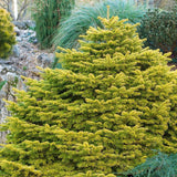 Brad Nordmann Auriu Golden Spreader (Abies Nordmanniana aurea)
