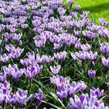 Branduse (Crocus) King of Striped - ghiveci cu 5 bulbi