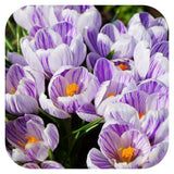 Branduse (Crocus) King of Striped - ghiveci cu 5 bulbi