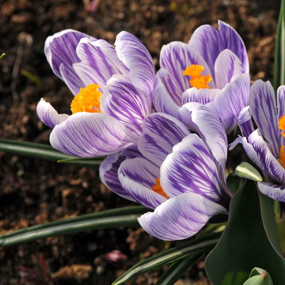 Branduse (Crocus) King of Striped - ghiveci cu 5 bulbi