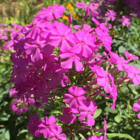Brumarele Fabulous Rose