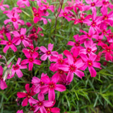 Brumarele Pitice Atropurpurea