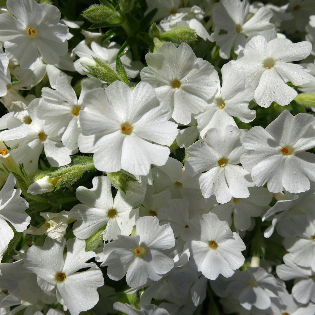 Brumarele Pitice Maischnee