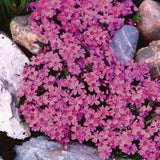 Brumarele Pitice Zwergenteppich