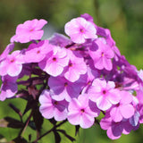 Brumarele Rosalinde