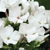 Brumarele White Flame
