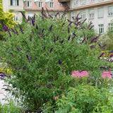 Liliac de Vara Black Knight (Buddleja), arbust decorativ cu flori violet-inchis foarte parfumate, crestere rapida, iubitor de soare