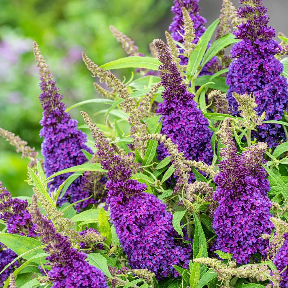 Nyáriorgona 'Butterfly Candy Little Purple' – kompakt, pillangócsalogató cserje