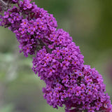 Liliac de Vara Border Beauty (Buddleja), arbust ornamental cu flori mov-violet parfumate, crestere rapida, iubitor de soare, atrage fluturi