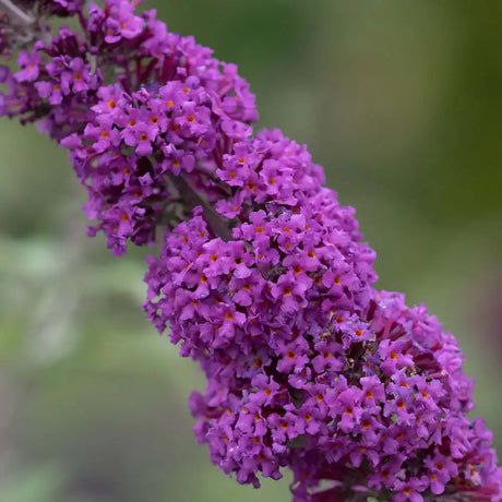 Liliac de Vara Border Beauty (Buddleja), arbust ornamental cu flori mov-violet parfumate, crestere rapida, iubitor de soare, atrage fluturi