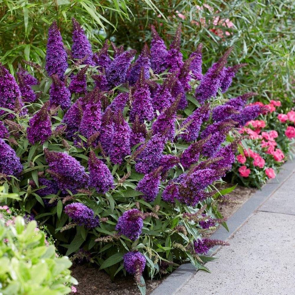Nyáriorgona 'Butterfly Candy Little Purple' – kompakt, pillangócsalogató cserje
