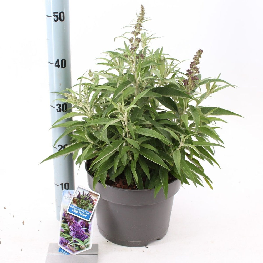 Nyáriorgona 'Butterfly Candy Little Purple' – kompakt, pillangócsalogató cserje