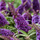 Nyáriorgona 'Butterfly Candy Little Purple' – kompakt, pillangócsalogató cserje