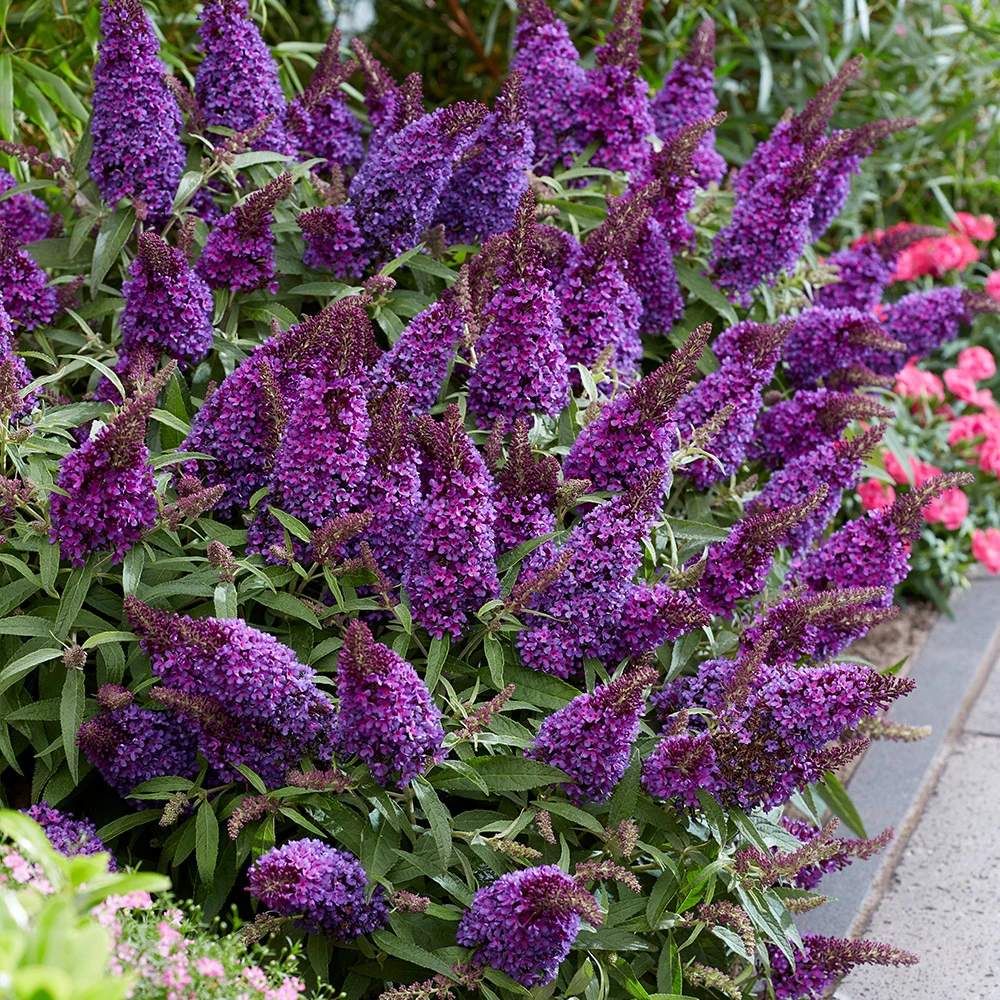 Nyáriorgona 'Butterfly Candy Little Purple' – kompakt, pillangócsalogató cserje