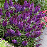 Nyáriorgona 'Butterfly Candy Little Purple' – kompakt, pillangócsalogató cserje