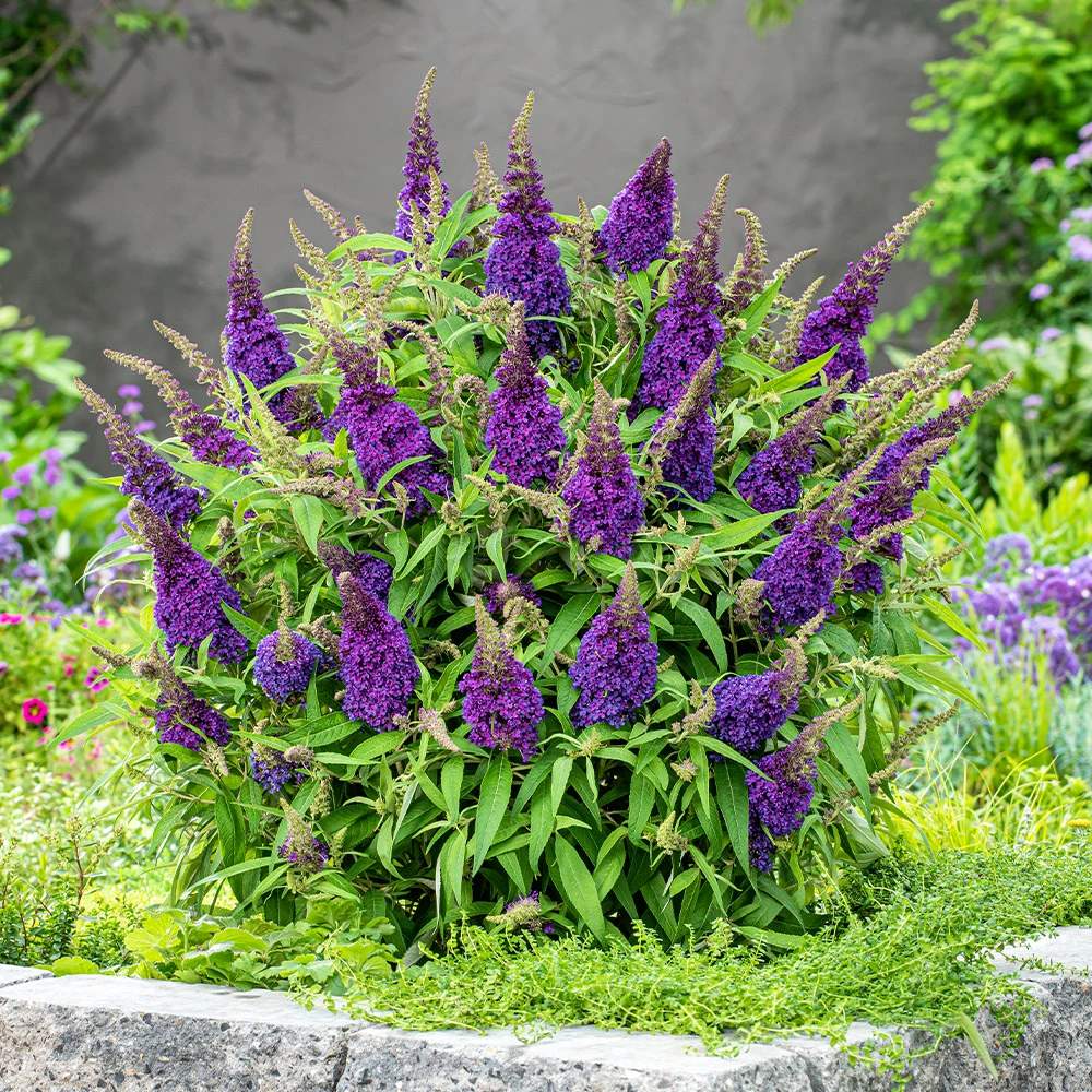 Nyáriorgona 'Butterfly Candy Little Purple' – kompakt, pillangócsalogató cserje