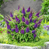 Nyáriorgona 'Butterfly Candy Little Purple' – kompakt, pillangócsalogató cserje